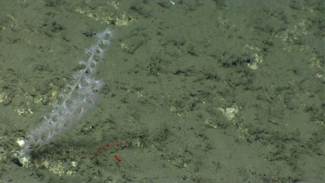 Deep sea coral. Picture
