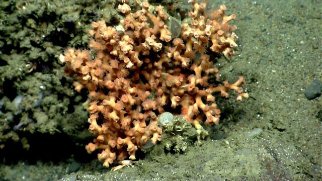 Deep sea coral. Picture