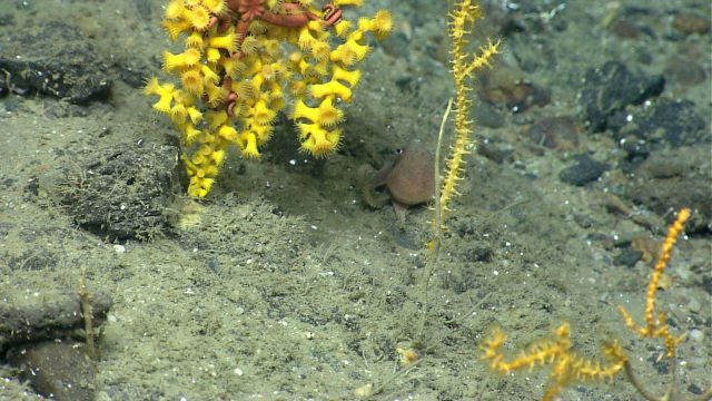 Deep sea coral. Picture