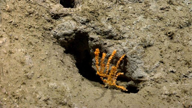 Deep sea coral. Picture