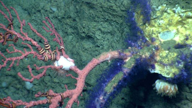 Deep sea coral. Picture