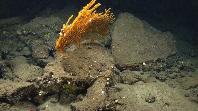 Deep sea coral. Picture