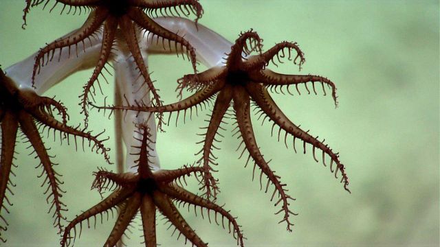 Deep sea coral. Picture