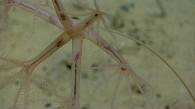 Deep sea coral. Picture