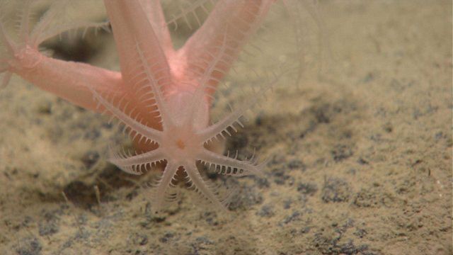 Deep sea coral. Picture