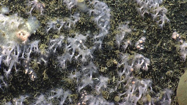 Deep sea coral. Picture