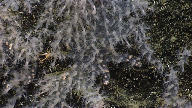 Deep sea coral. Picture