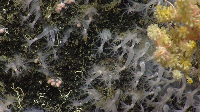 Deep sea coral. Picture