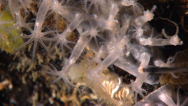 Deep sea coral. Picture