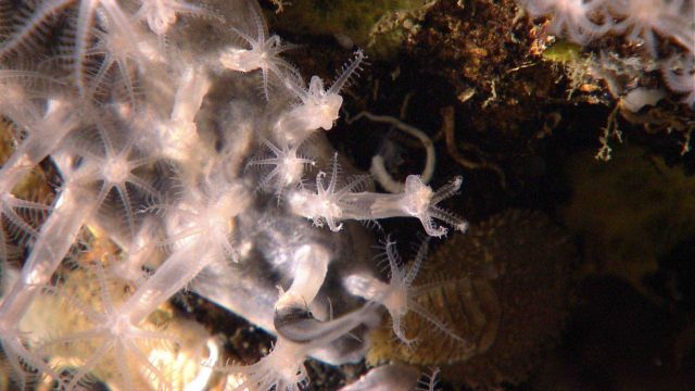 Deep sea coral. Picture