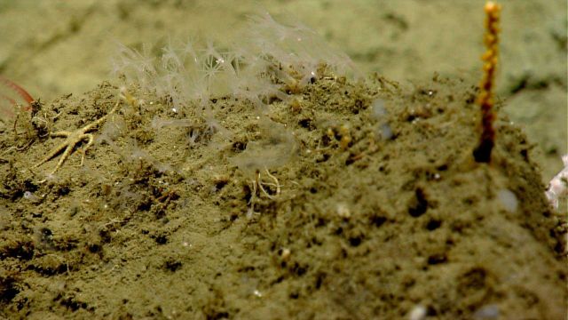 Deep sea coral. Picture