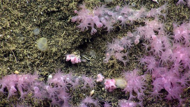 Deep sea coral. Picture