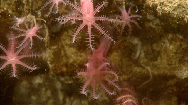 Deep sea coral. Picture