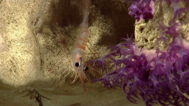 Deep sea coral Picture