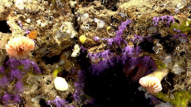 Deep sea coral Picture