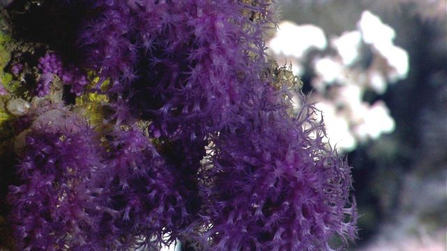 Deep sea coral Picture