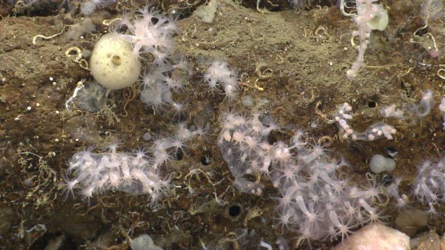 Deep sea coral. Picture