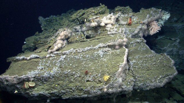 Deep sea coral. Picture