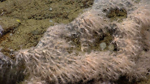 Deep sea coral. Picture