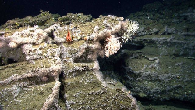 Deep sea coral. Picture