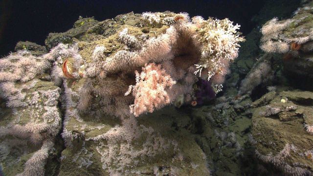 Deep sea coral. Picture