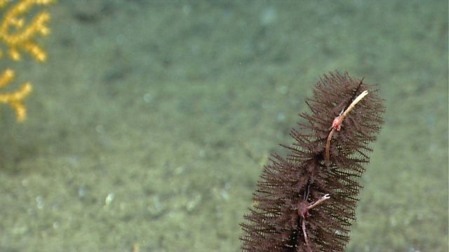 Deep sea coral Picture