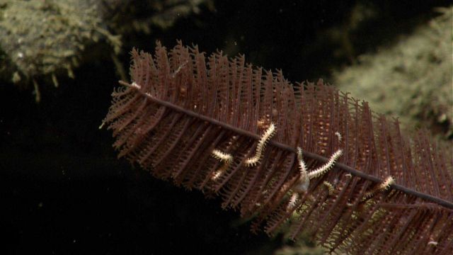 Deep sea coral Picture