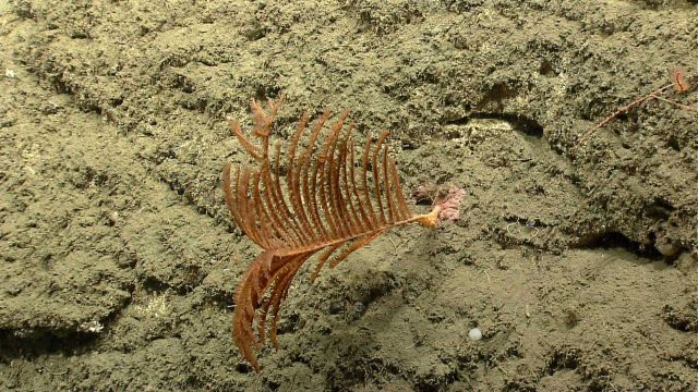 Deep sea coral Picture