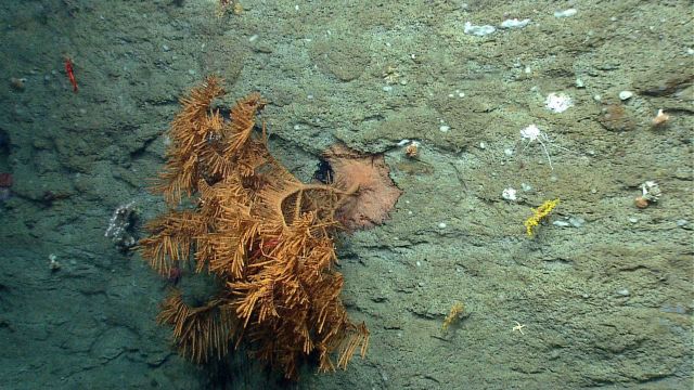 Deep sea coral Picture