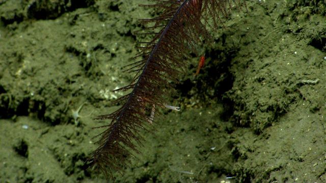 Deep sea coral Picture