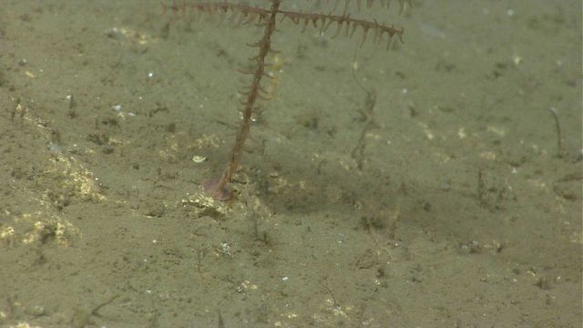 Deep sea coral Picture