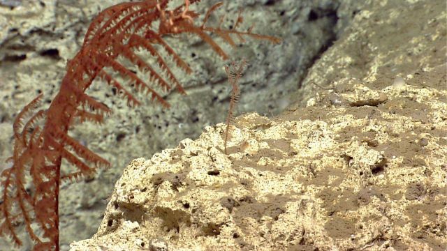 Deep sea coral Picture