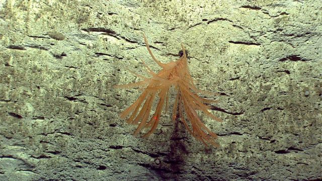 Deep sea coral Picture