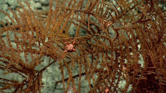 Deep sea coral Picture