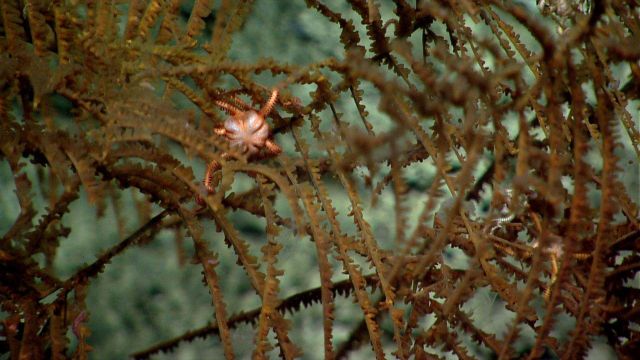 Deep sea coral Picture