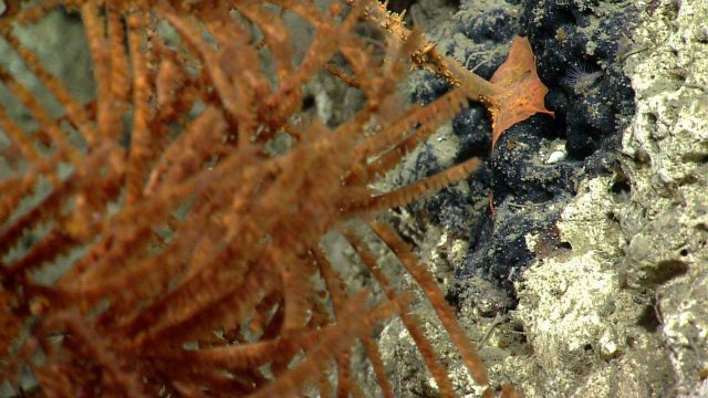 Deep sea coral Picture