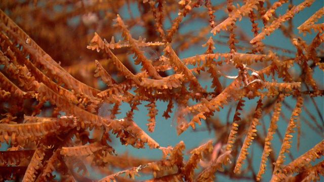 Deep sea coral Picture