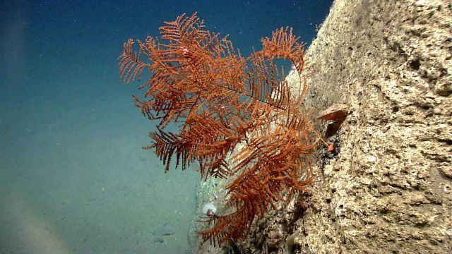 Deep sea coral Picture