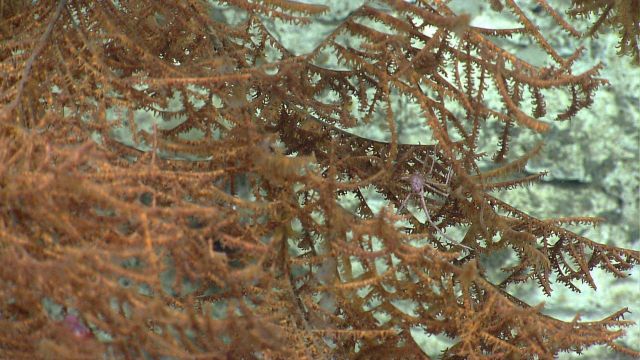 Deep sea coral Picture