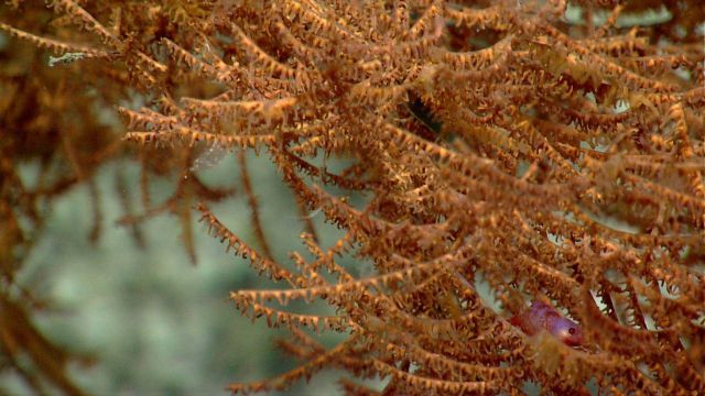 Deep sea coral Picture
