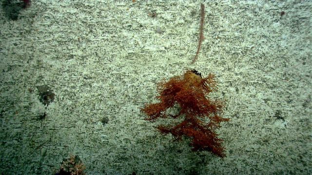 Deep sea coral Picture