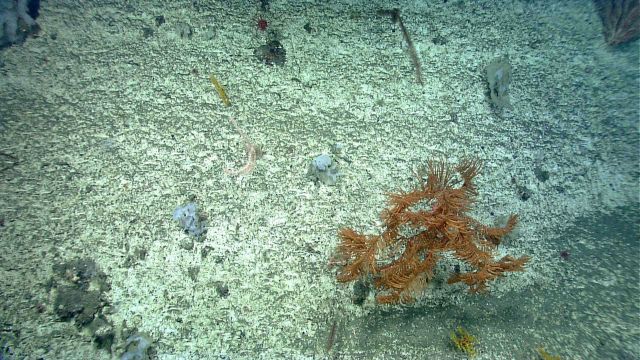 Deep sea coral Picture