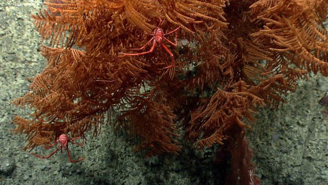 Deep sea coral Picture