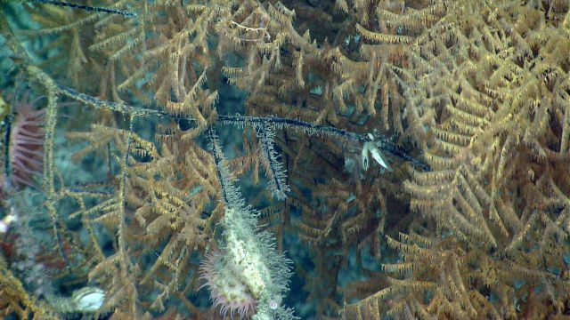 Deep sea coral Picture