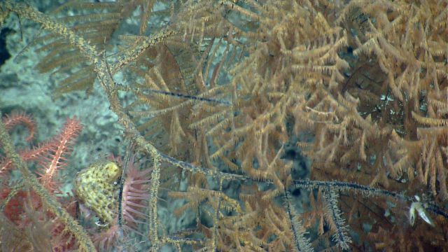 Deep sea coral Picture
