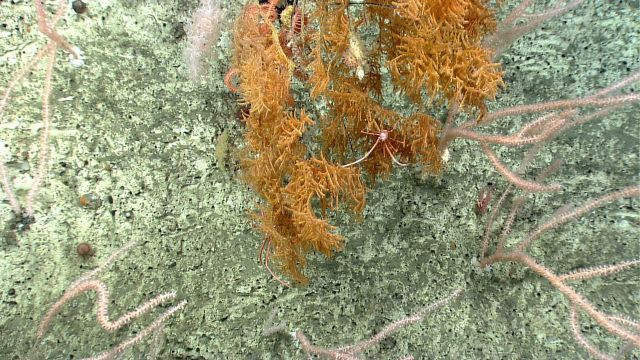Deep sea coral Picture