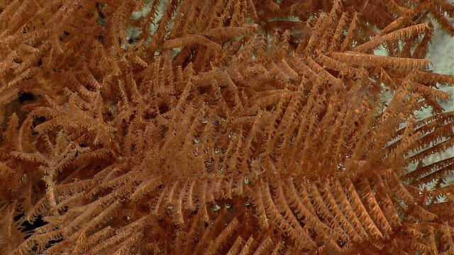 Deep sea coral Picture