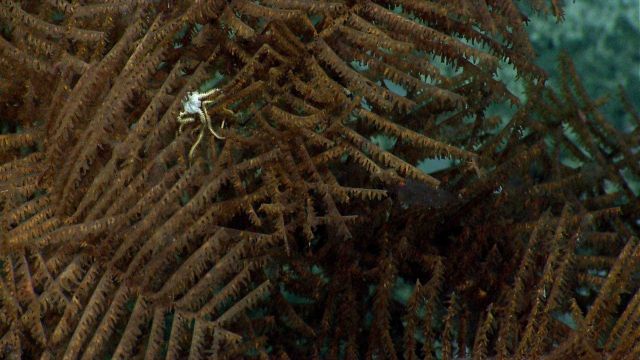 Deep sea coral Picture