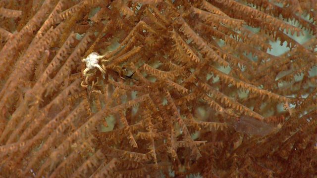 Deep sea coral Picture