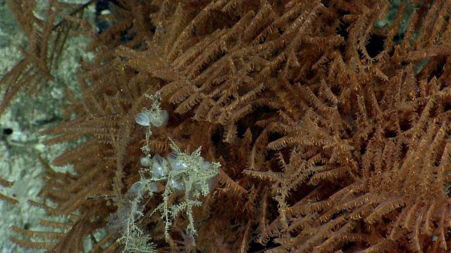 Deep sea coral Picture
